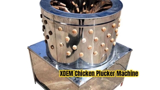 Máquina comercial de depenagem de frango XDEM depilador de aves de aço inoxidável de 60 barris para pato de frango
