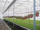 Estufa vegetal agrícola clara pré-fabricada Q235 ISO9001 da construção de aço