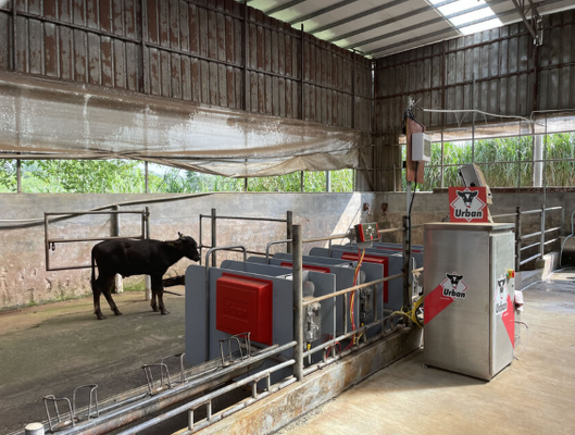Esmagamento de gado resistente à corrosão revestido em pó do equipamento de gado para baixa manutenção Calha de vaca de contenção de animais para uso veterinário de fazenda