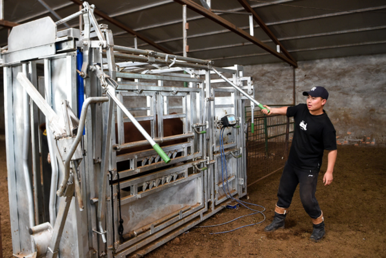 Esmagamento de gado resistente à corrosão revestido em pó do equipamento de gado para baixa manutenção Calha de vaca de contenção de animais para uso veterinário de fazenda