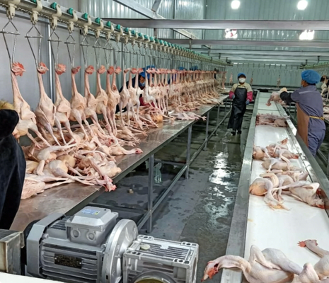 Máquina de processamento de aves de capoeira Controle PLC 3-5KW Potência do motor Alta eficiência Linha de produção de abate de galinha pato gansos Certificado CE