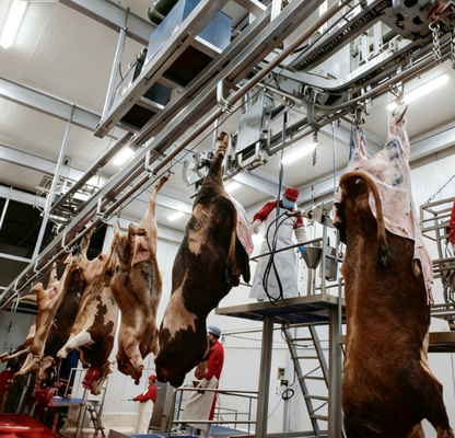 Equipamento de abate de aço inoxidável com controlo PLC e norma GB para uma transformação eficiente da carne